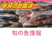 旬の魚情報